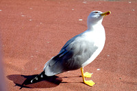 Herring Gull